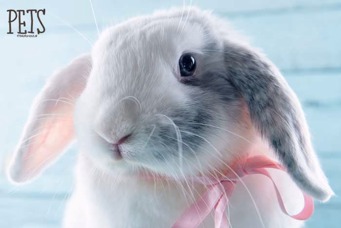 ¿Mi conejo orina fuera del arenero?