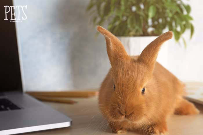 ¿Por qué de repente mi conejito orina por todas partes?