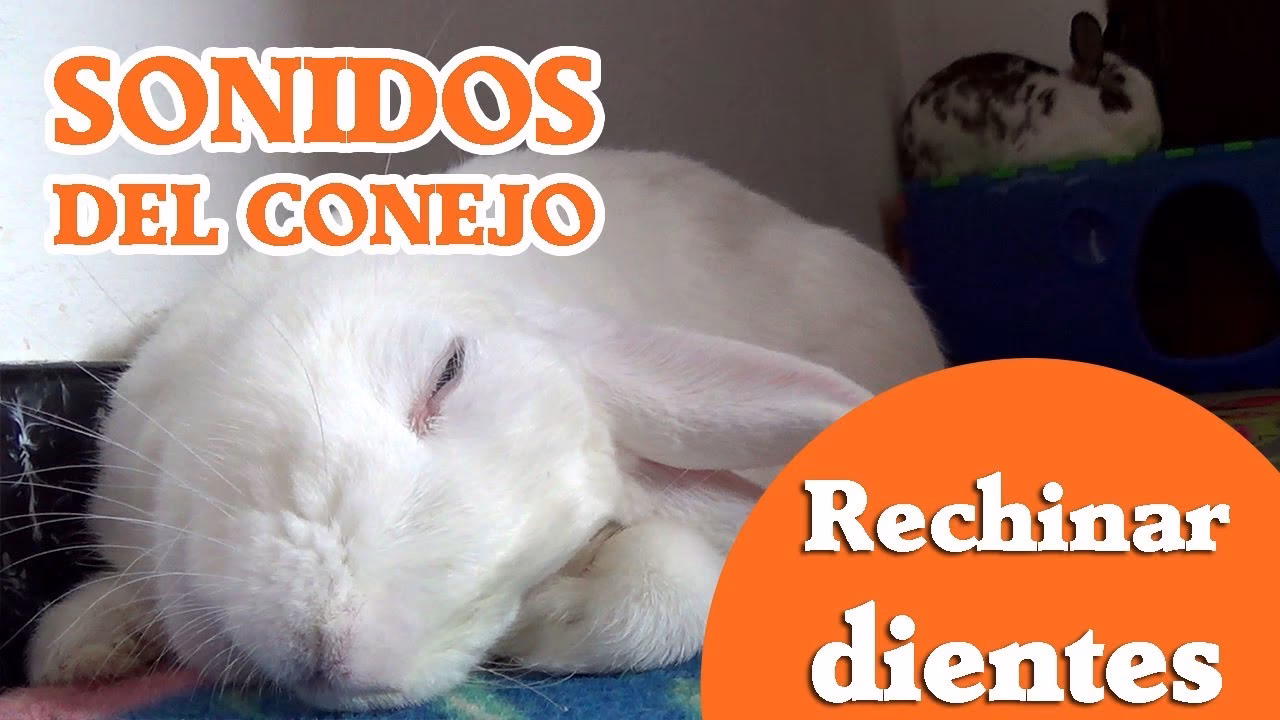 ¿Qué significa cuando un conejo rechina los dientes?