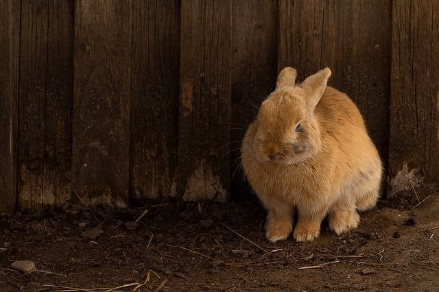 ¿Por qué mi conejo tiembla y respira rápido?