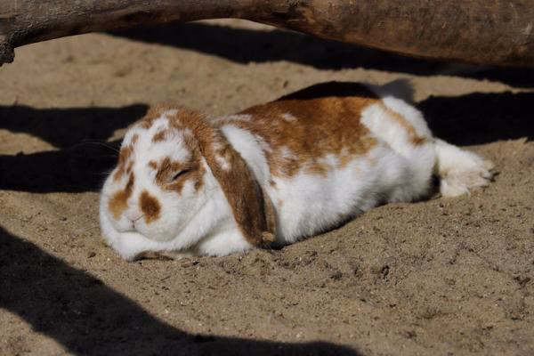 ¿Por qué mi conejo se inclina hacia un lado?