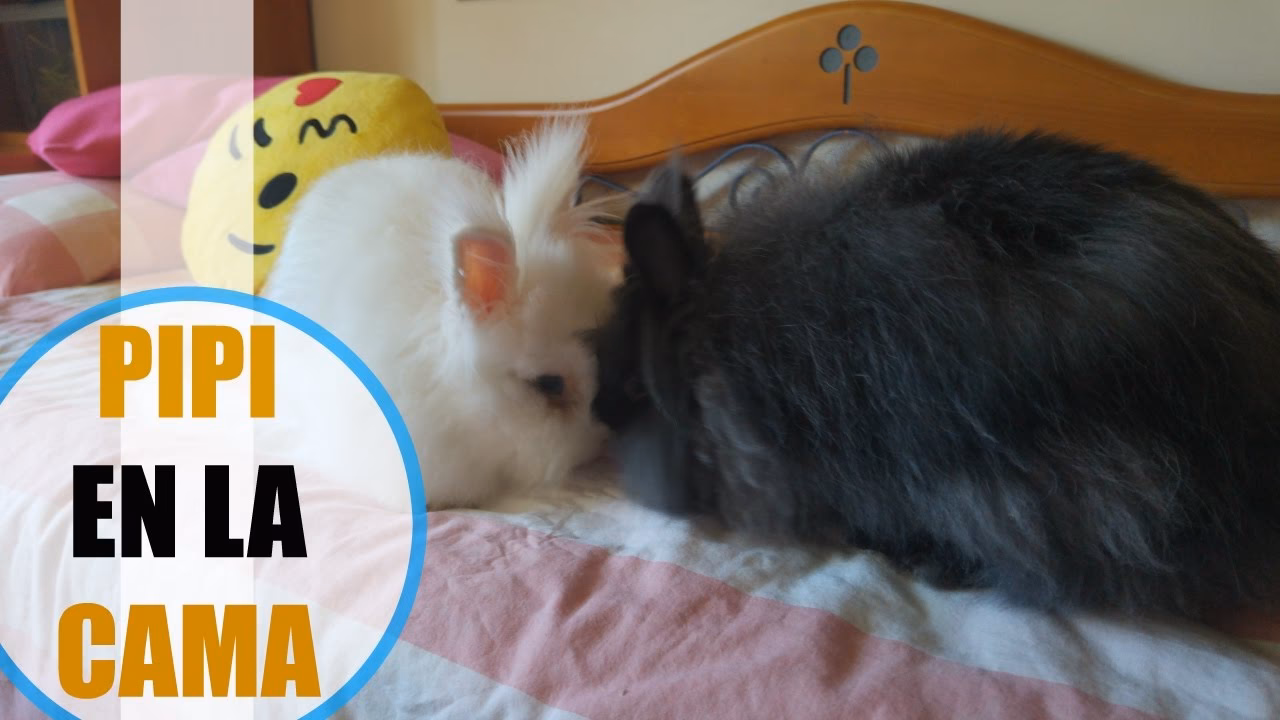 ¿Por qué mi conejo se sube constantemente a mi cama?