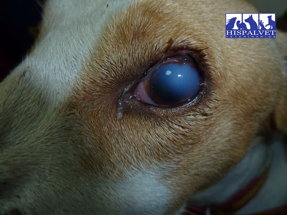 ¿Qué es lo blanco que tiene mi conejo en los ojos?