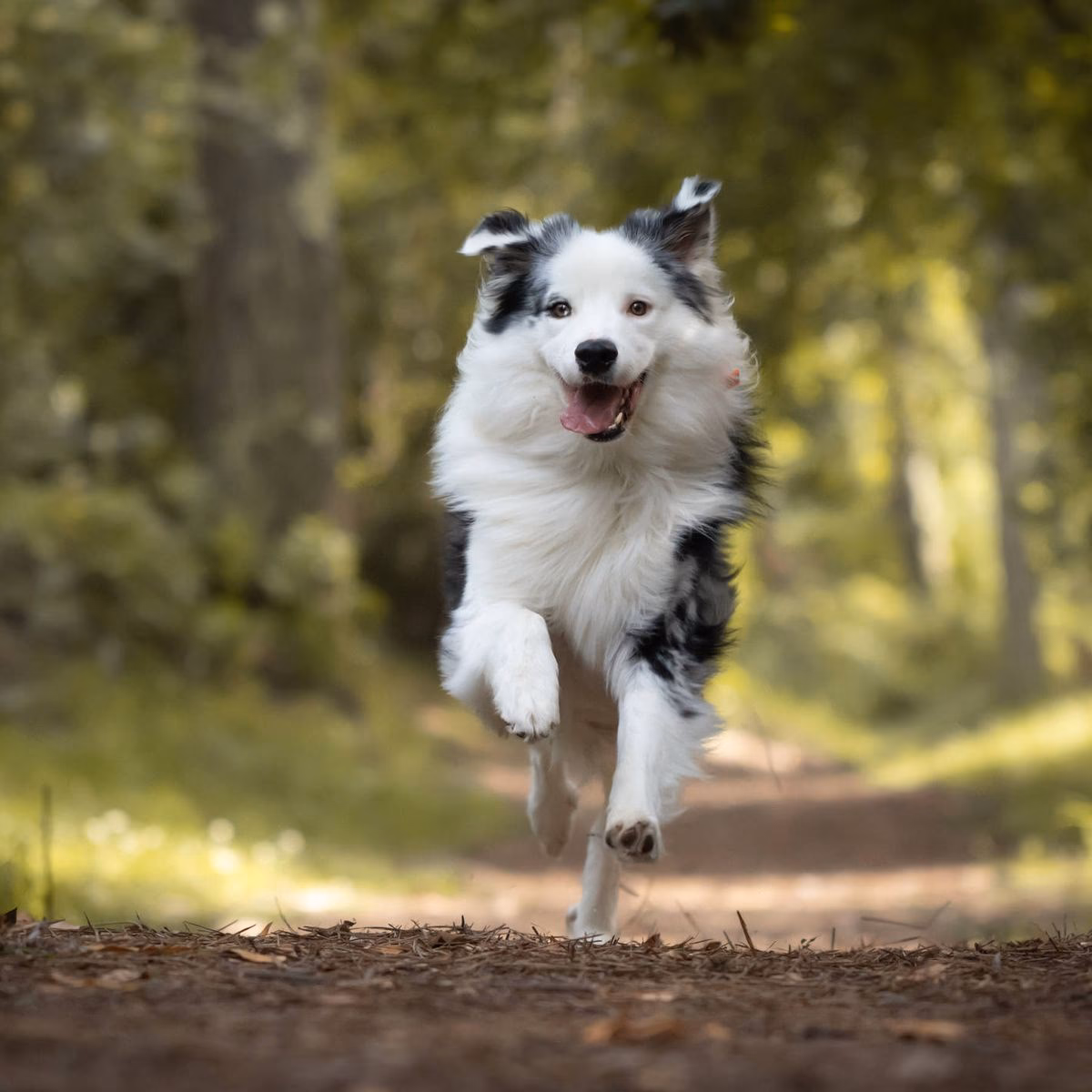 ¿Por qué mi perro corre como un conejo?