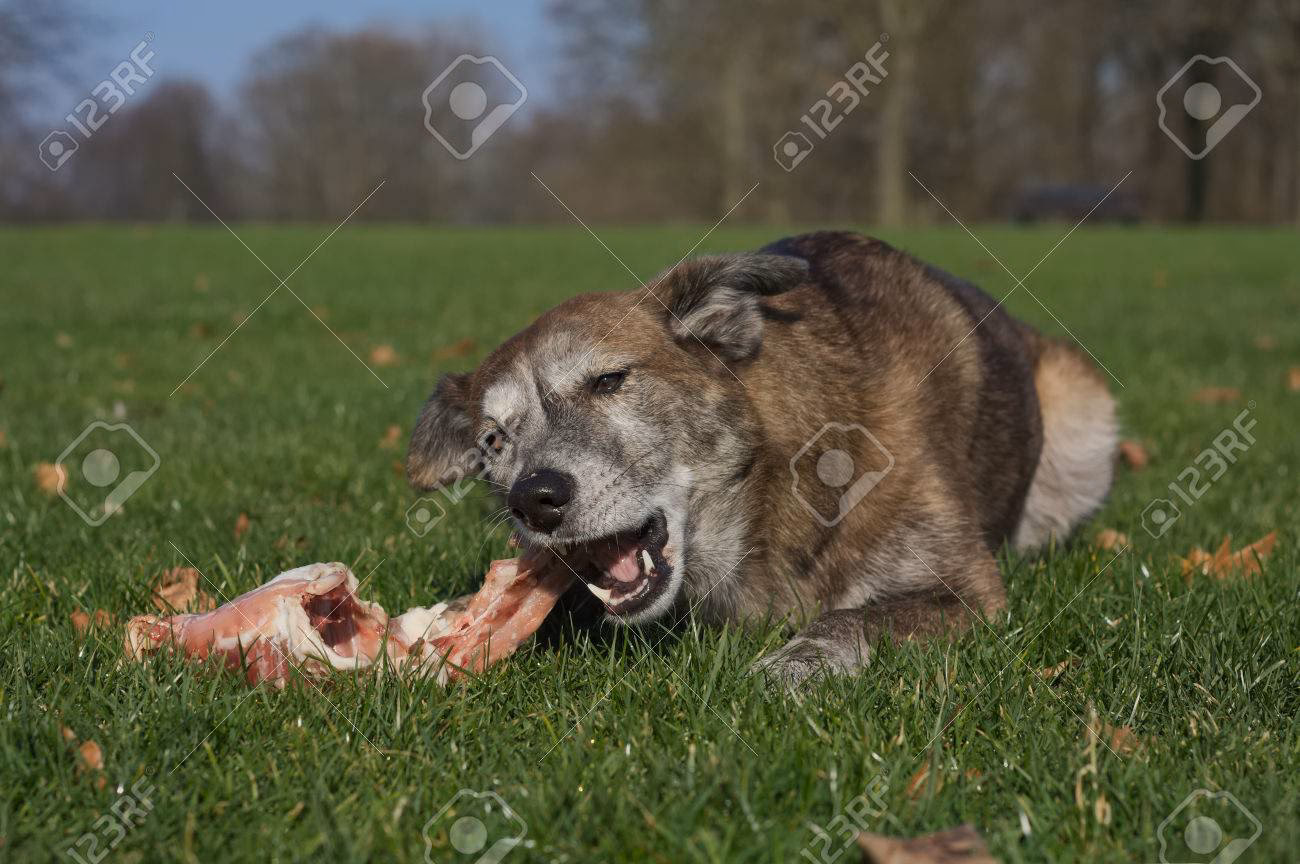 ¿Qué hacer si mi perro se come un conejo?