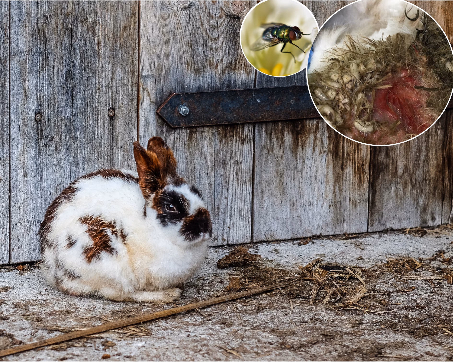 ¿Qué tan peligrosa es la miasis?