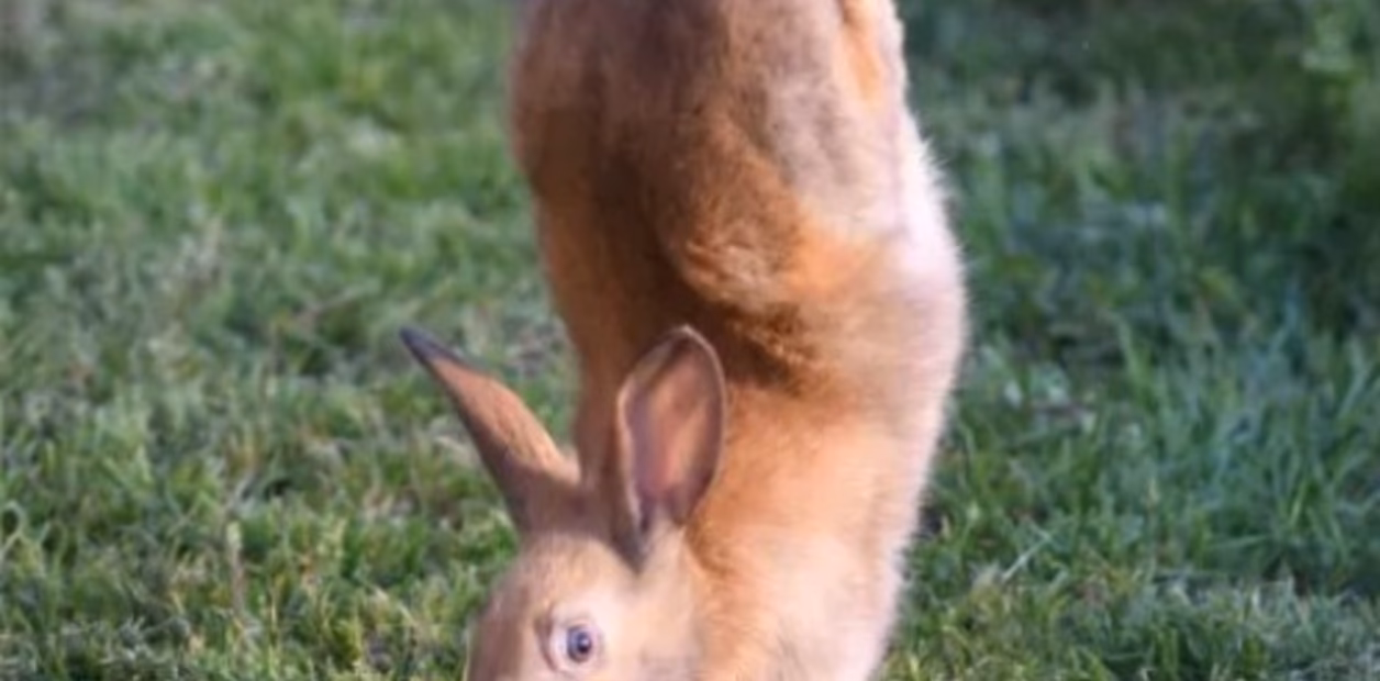 ¿Qué es un conejo mutante?