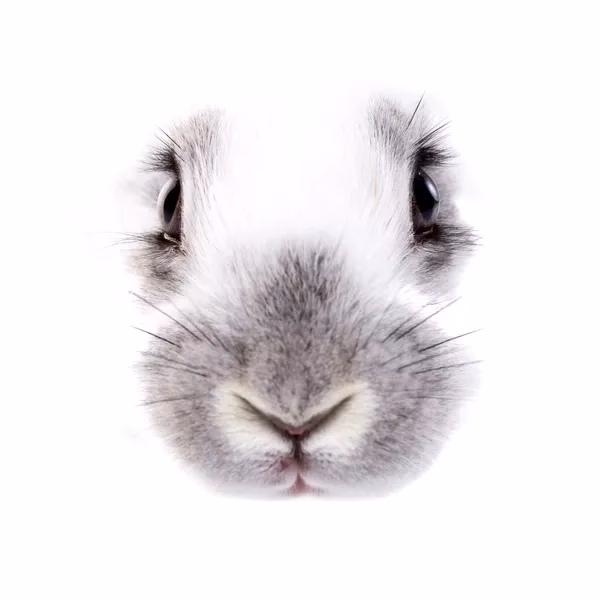 ¿Qué es el efecto nariz de conejo?