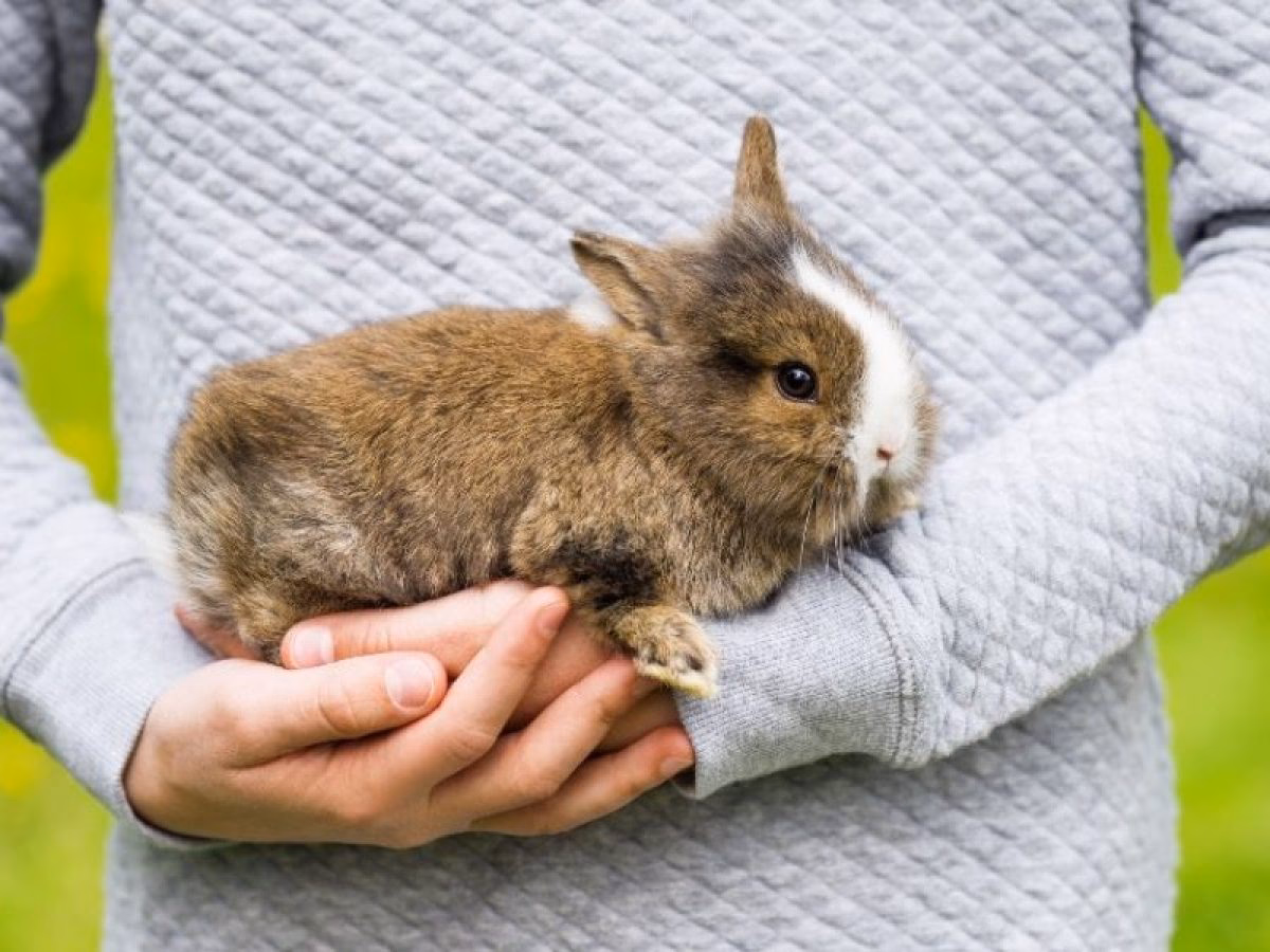 ¿Qué significa bebé conejo?