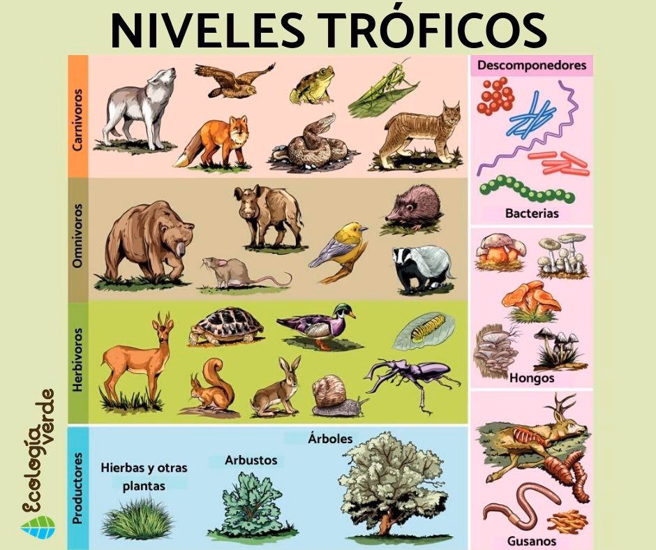 ¿Cómo saber el nivel trófico?