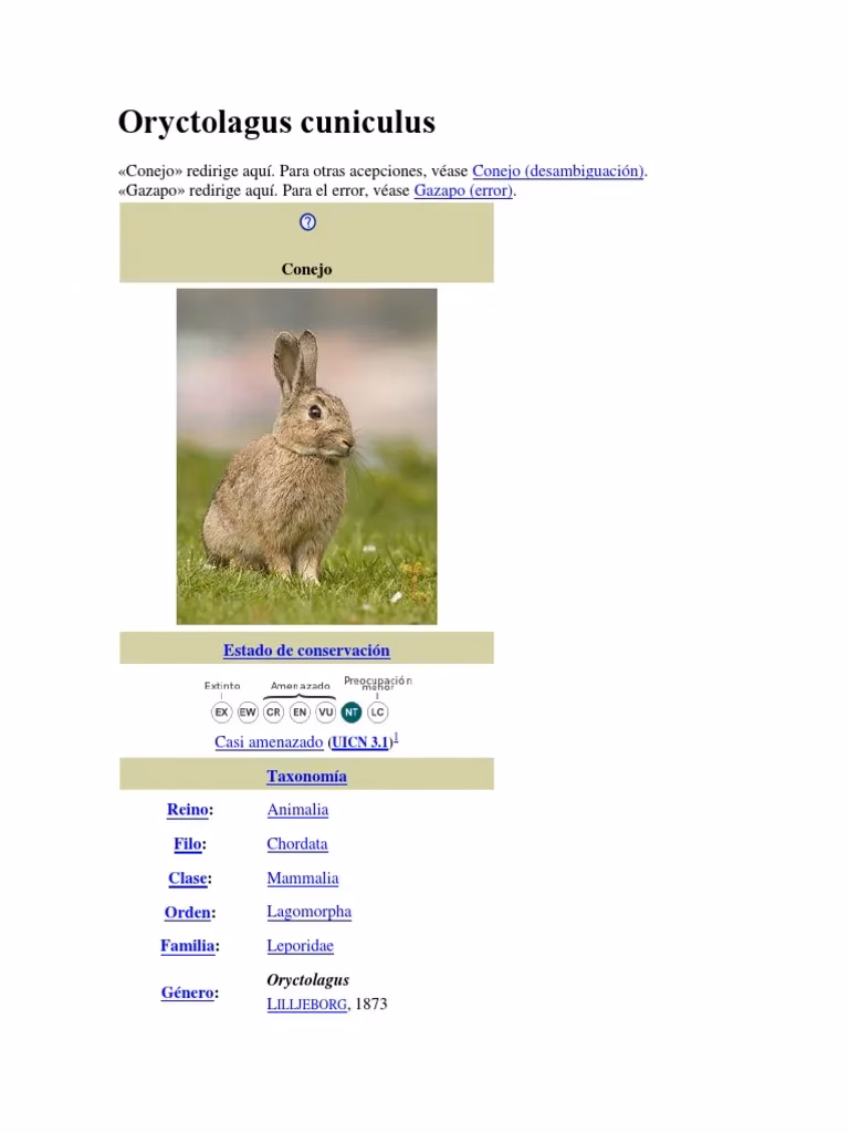 ¿Cuál es la nomenclatura binomial de un conejo?