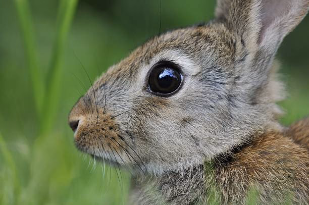¿Qué tienen de especial los ojos de conejo?