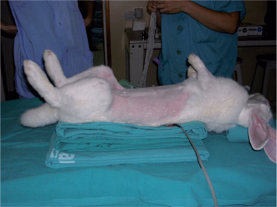 ¿Qué esperar después de la cirugía de conejos?