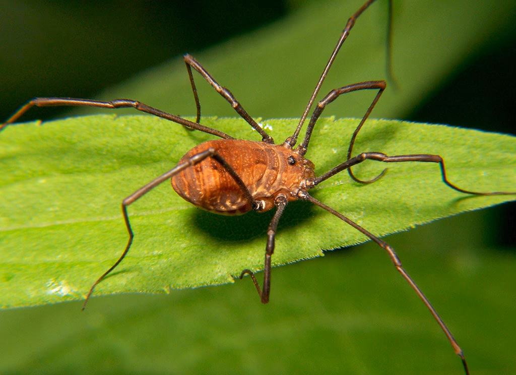 What is Opiliones in English?