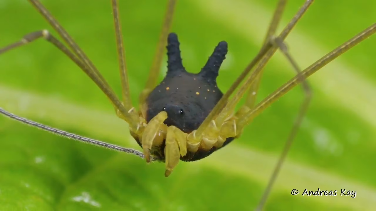 Is a harvestman a spider?