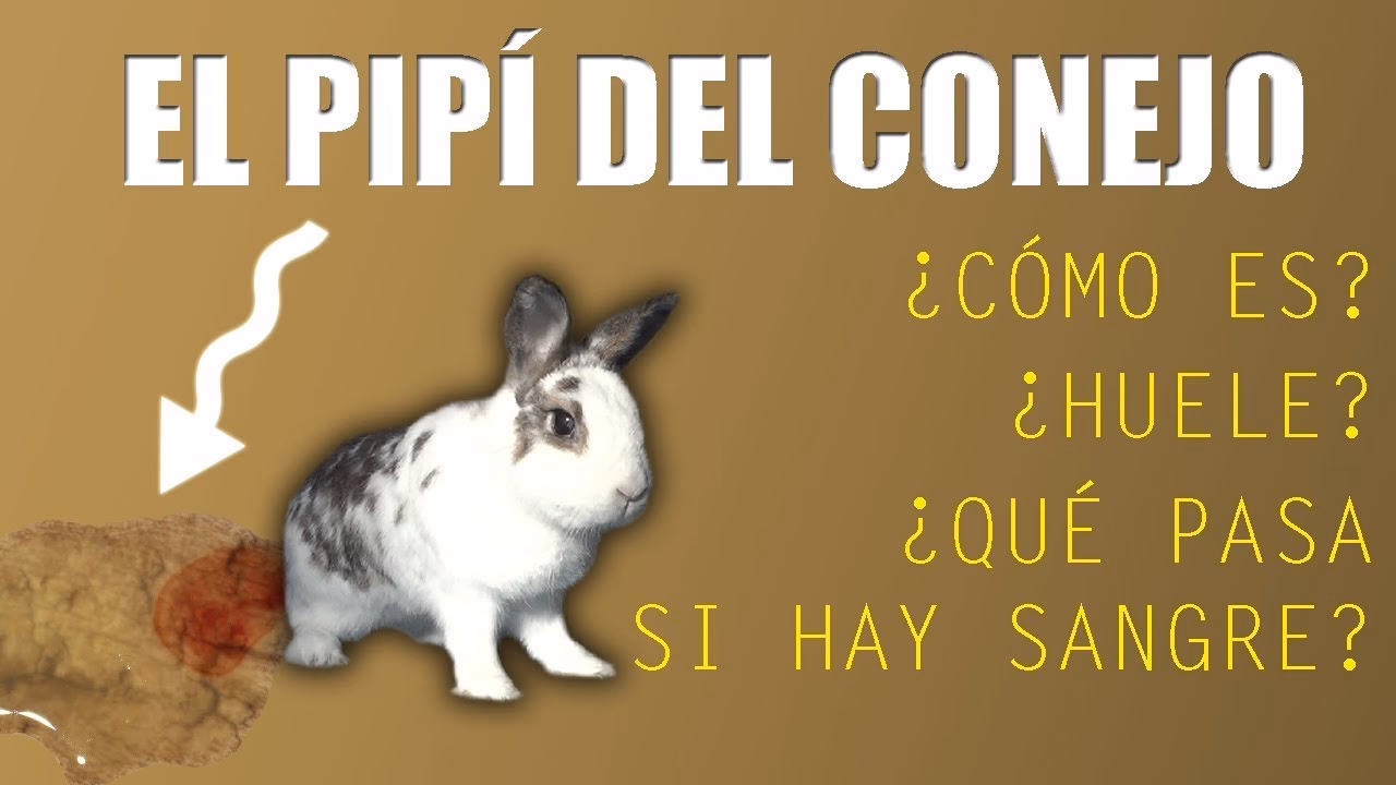 ¿Cómo aplicar la orina de conejo en el maíz?
