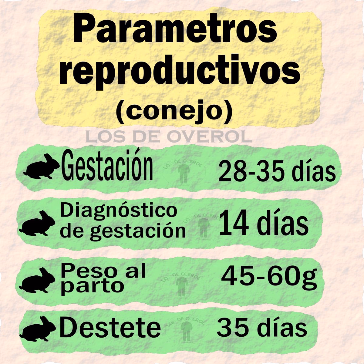 ¿Cuáles son los parámetros reproductivos de los conejos?