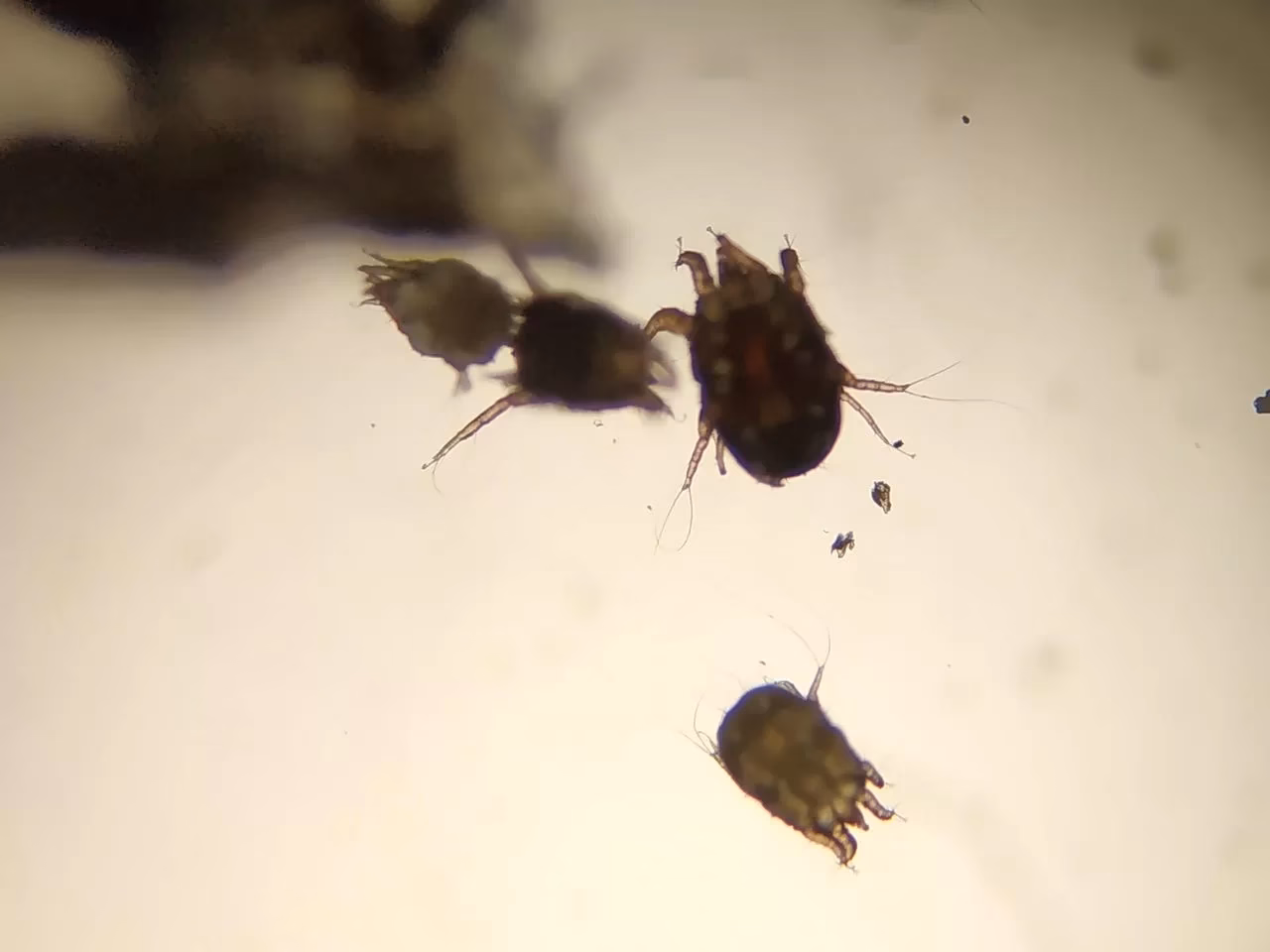 ¿Cómo curar parásitos internos?