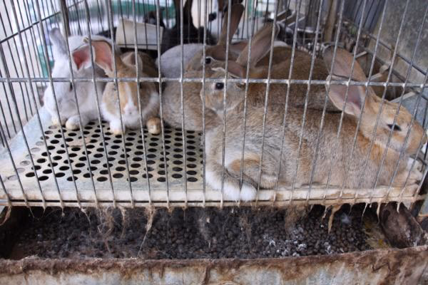 ¿Cómo se cura la Pasteurella?