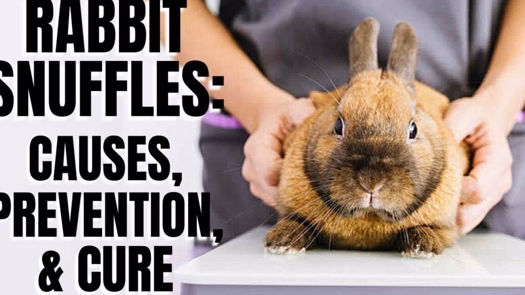 ¿Cómo se trata la pasteurella en conejos?