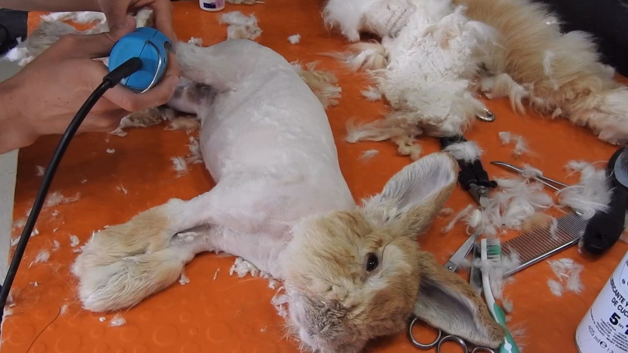 ¿Es bueno cortarle el pelo a los conejos?