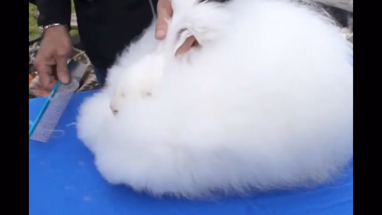 ¿Es bueno cortarle el pelo a los conejos?