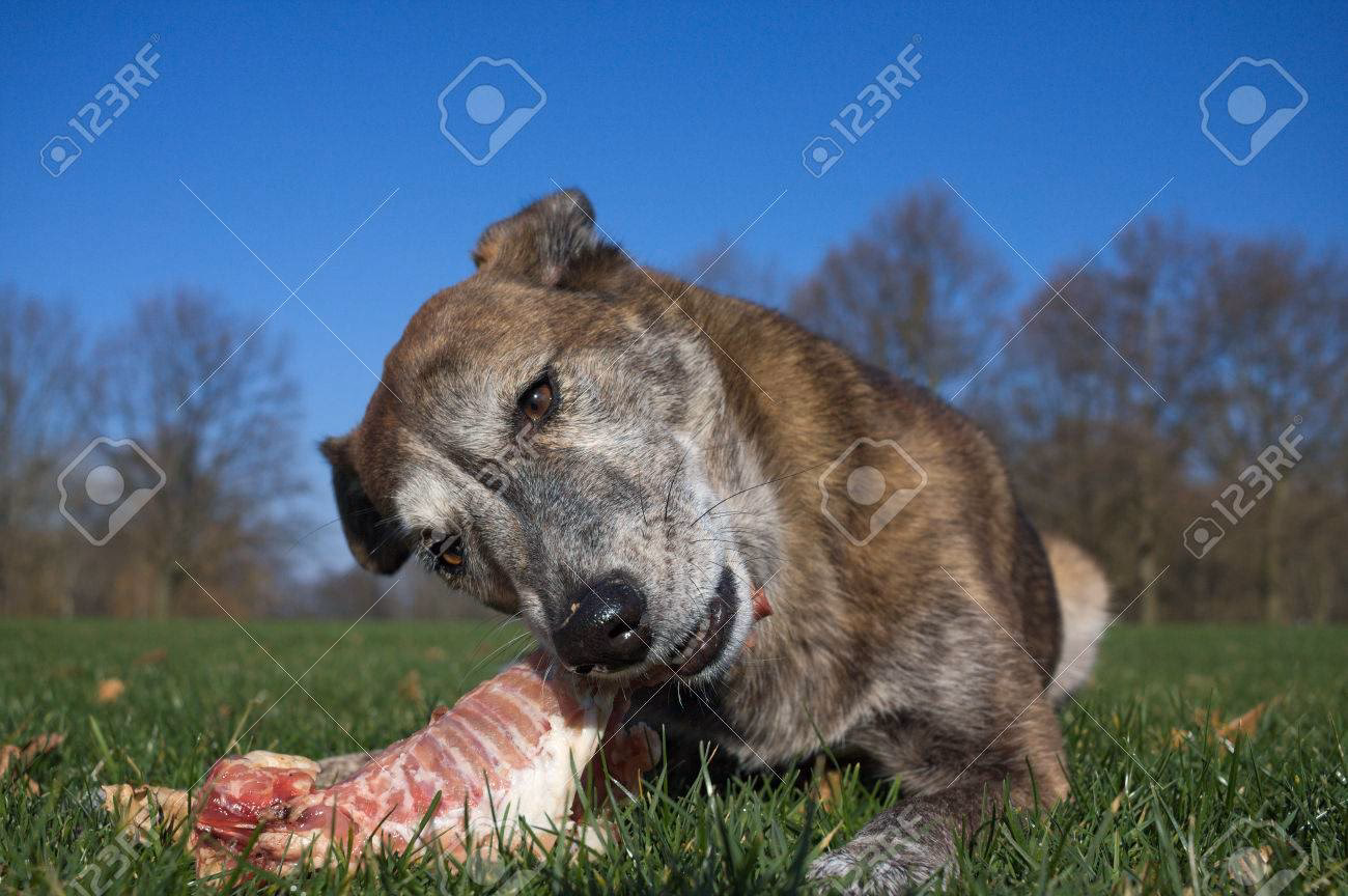 ¿Qué pasa si mi perro se come un conejo?