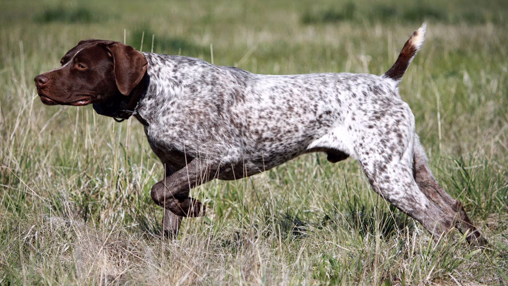 ¿Cuáles son los perros que cazan conejos?