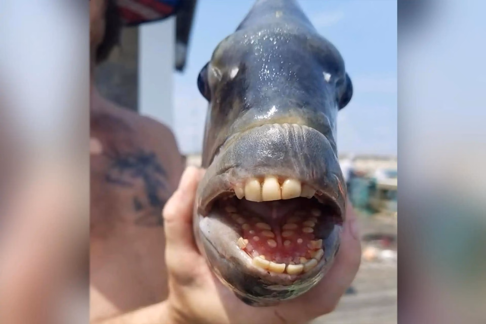 ¿Cómo se llama el pez con dientes?