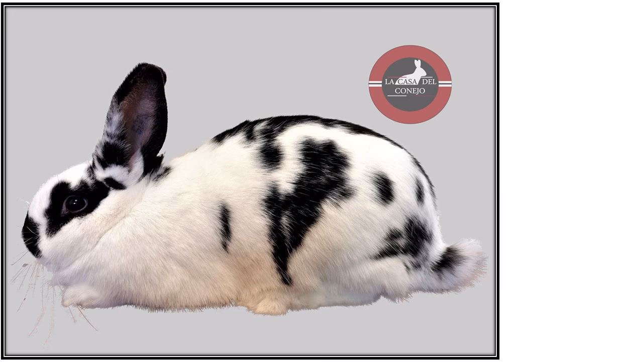 ¿Qué significa para pie de cría?