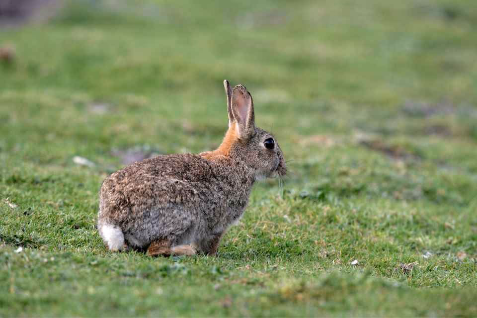 ¿Cuándo termina la temporada de conejos en Chile?