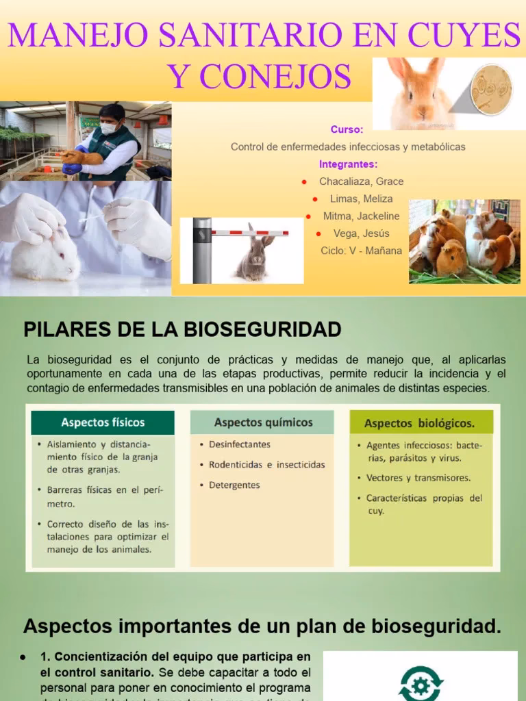 ¿Qué es un plan sanitario en mascotas?