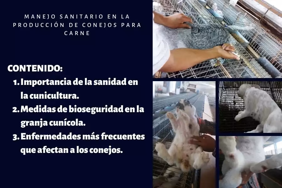 ¿Cuál es el plan de vacunación para conejos?