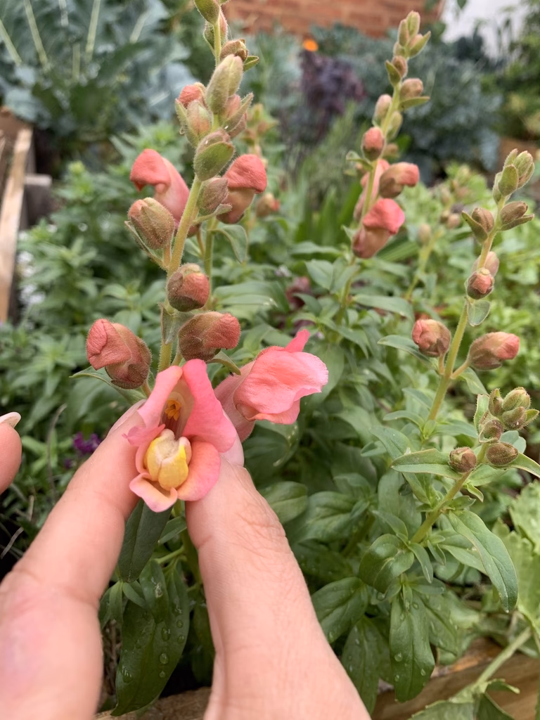 ¿Cuál es la planta conejito?