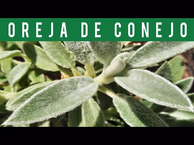 ¿Qué beneficios tiene la hierba de conejo?