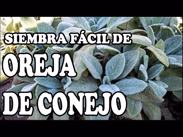 ¿Cómo cuidar la planta de orejas de conejo?