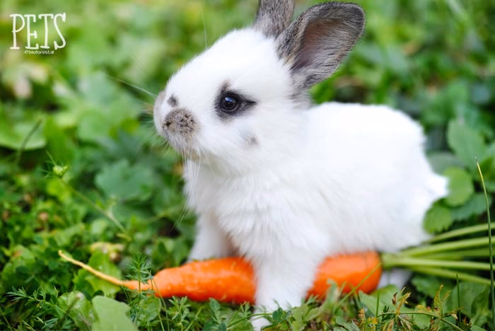 ¿Cómo tratar los estornudos del conejo?