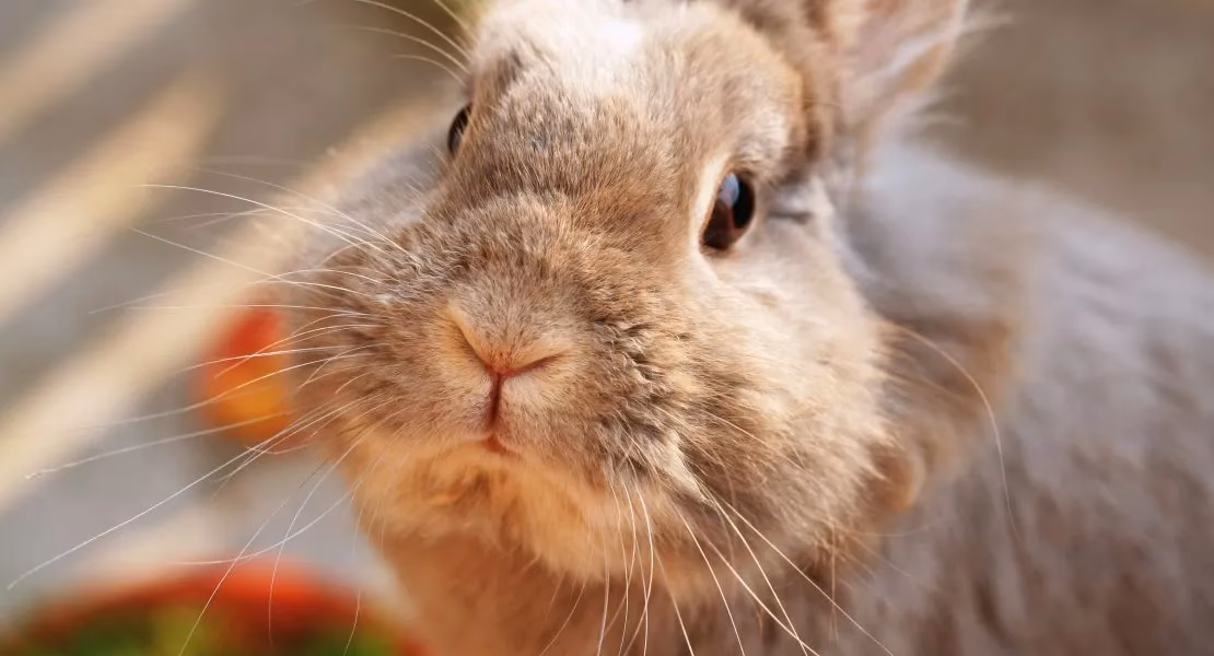 ¿Qué significa cuando la nariz de un conejo se mueve?