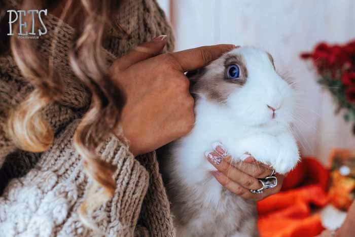 ¿Por qué mi conejo me lame y luego me muerde?