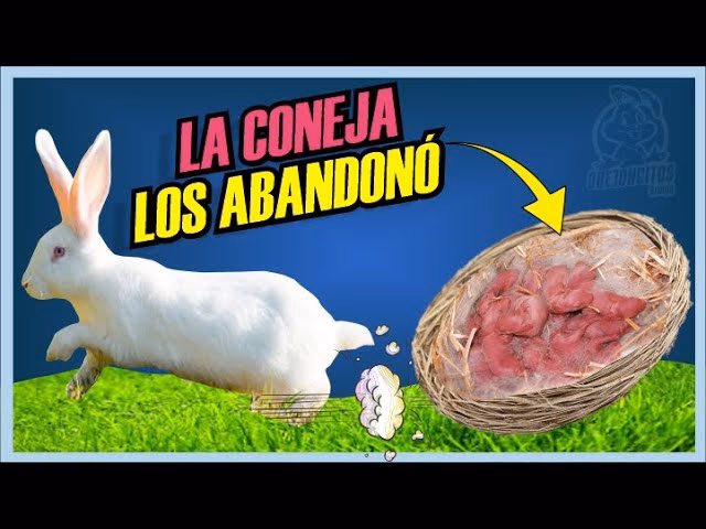¿Cuánto tiempo dejan las conejas madres a sus crías solas?