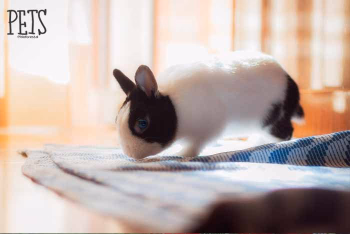 ¿Qué significa que un conejo se lame las patas?