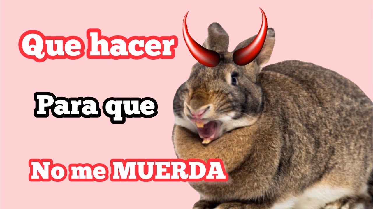 ¿Por qué los conejos muerden madera?