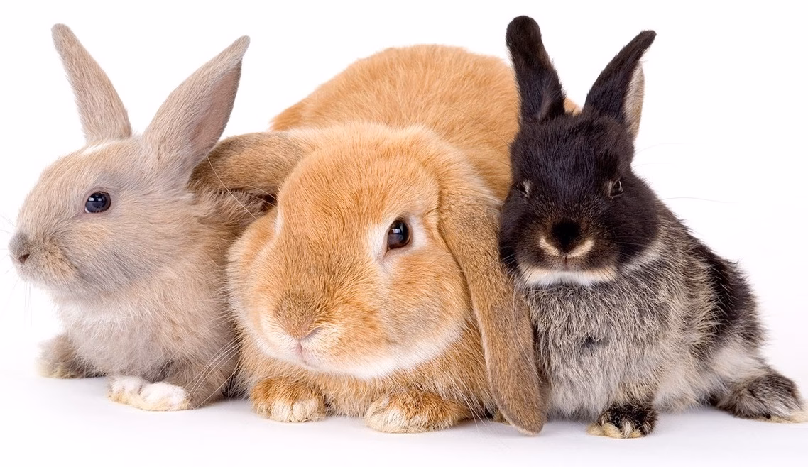 ¿Los conejos toleran bien los truenos?