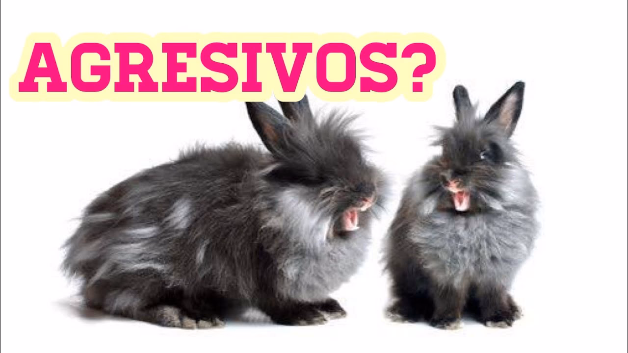 ¿Por qué mi conejo es violento?