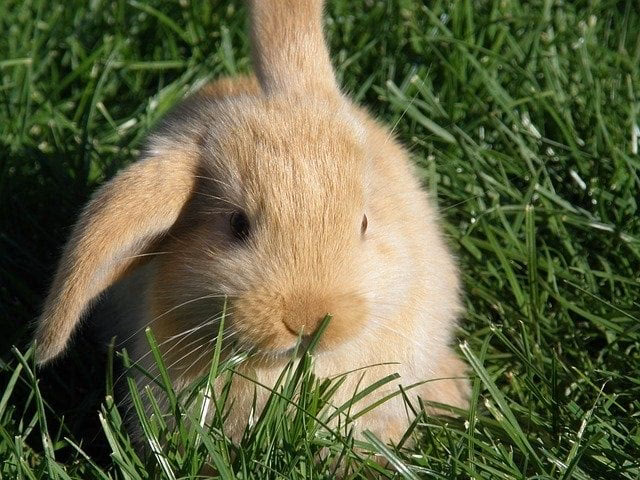 ¿Qué significa cuando un conejo tiene las orejas para abajo?
