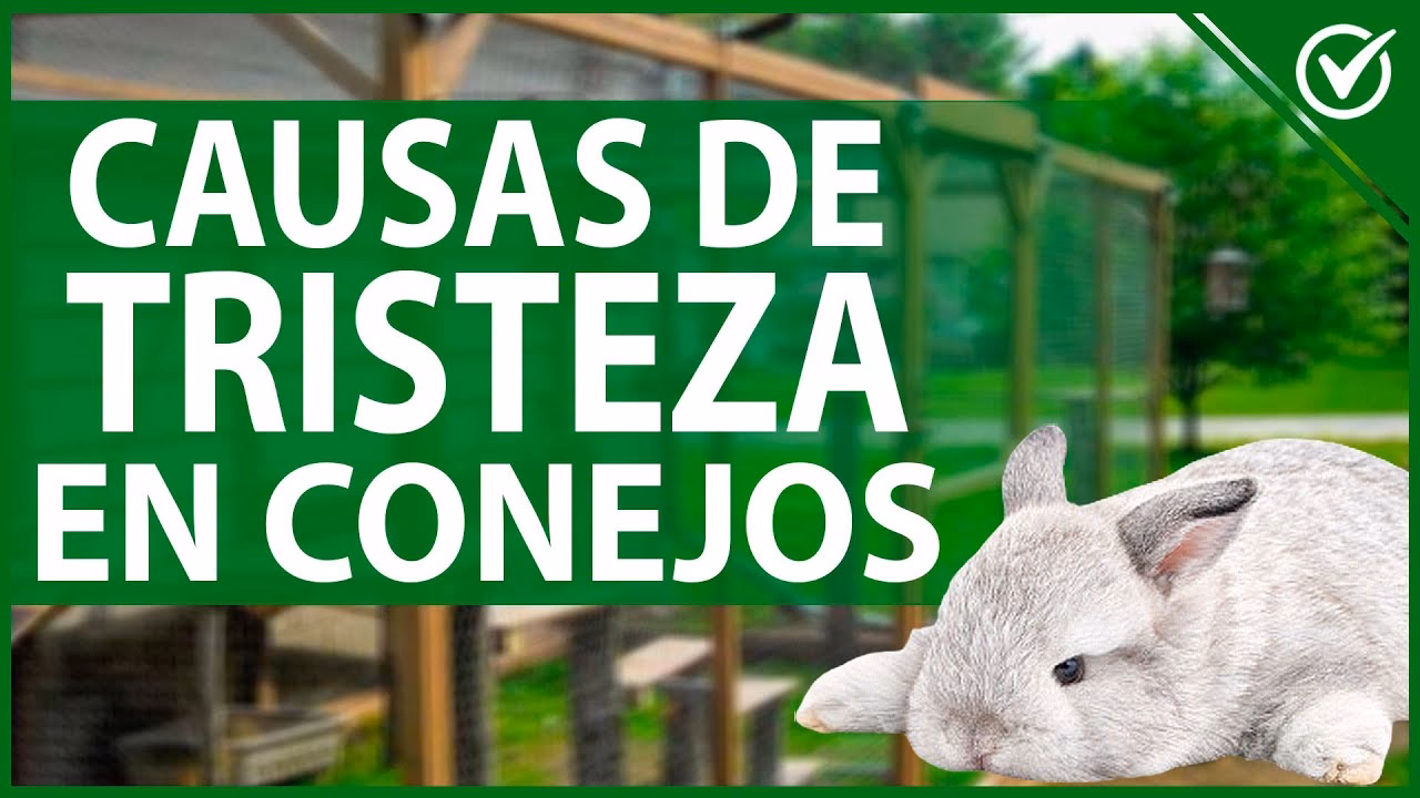 ¿Qué pasa cuando un conejo se pone triste?