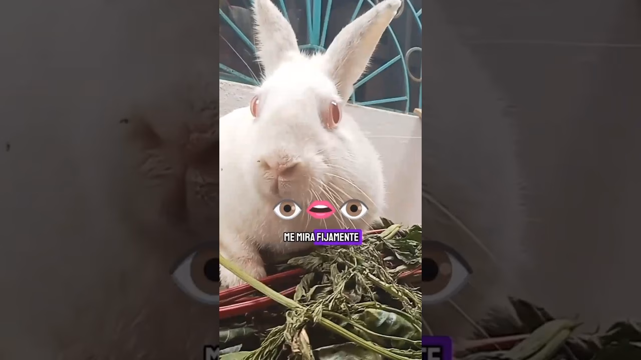¿Por qué mi conejito siempre me mira?
