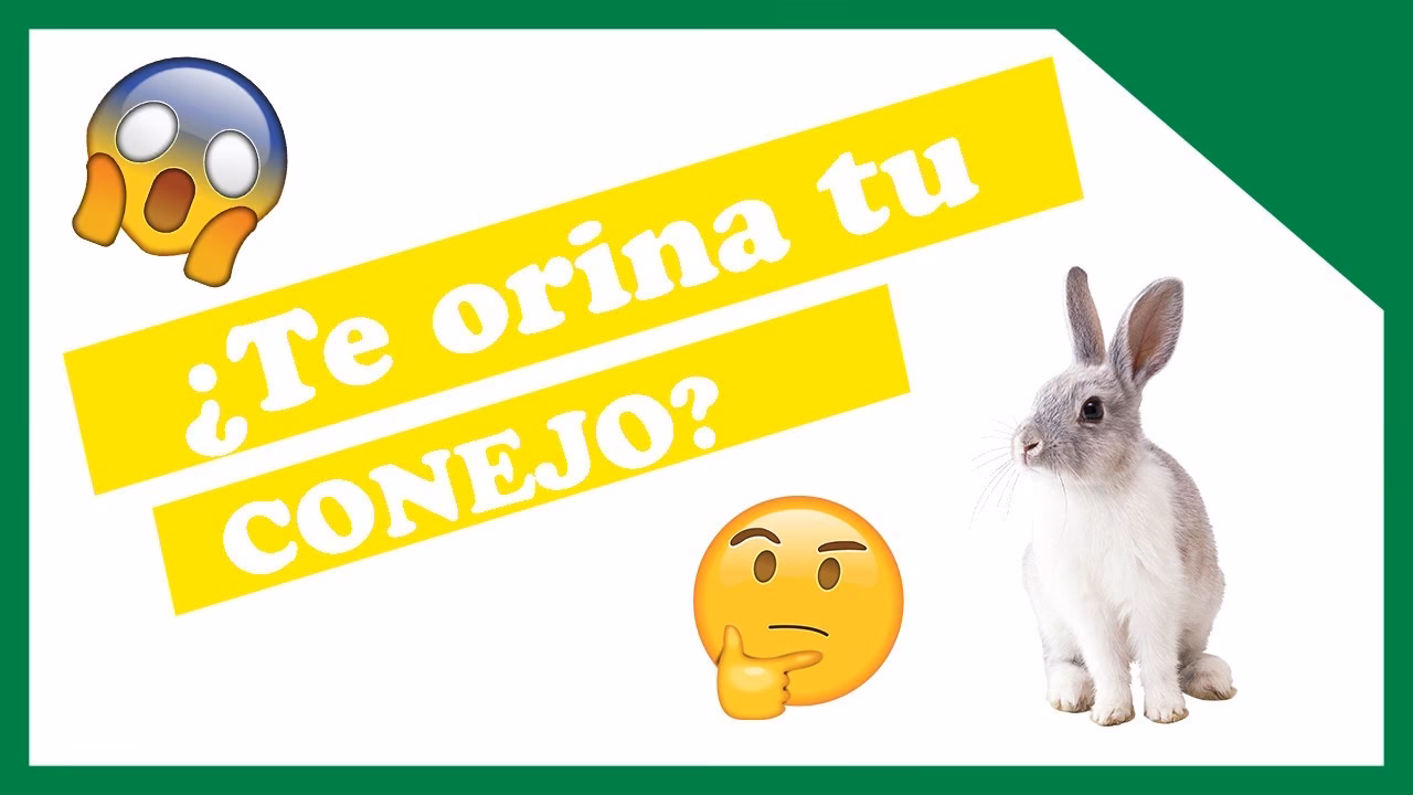 ¿Qué significa si mi conejo me orina?