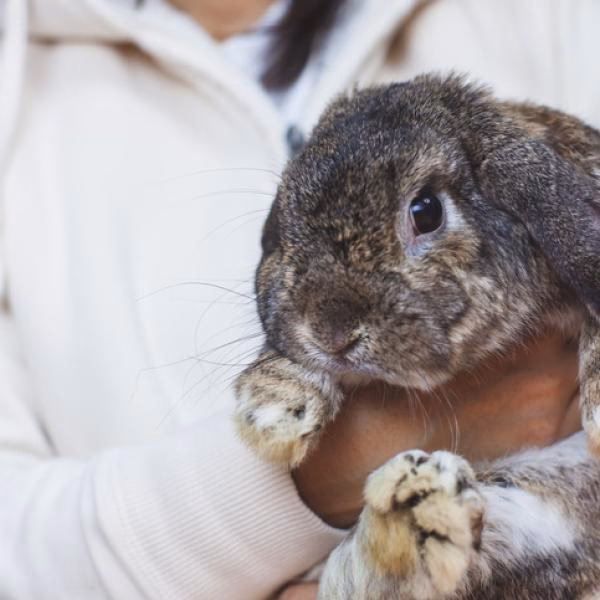 ¿Qué significa si mi conejo me orina?