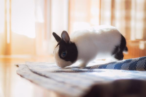 ¿Qué significa que mi conejo me siga a todos lados?